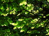 Leafscape 2