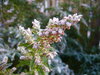 Frosty Garden