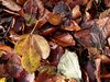 Texture: Autumn Forest bed