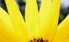 Yellow flowers