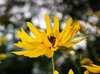 Yellow flowers