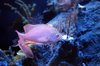 Underwater 9