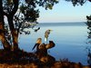 Crane and Pelican in the Mangr