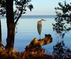 Crane in the Mangrove