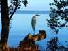 Early Morning Crane