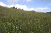 Montane meadow