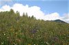 Montane meadow