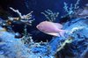 Underwater 11