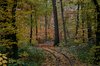 tracks in autumn