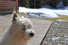 Dog White Terrier