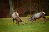 fighting deer