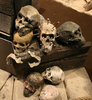 Skulls