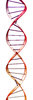 DNA molecule 3