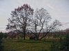 two big trees