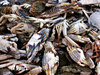 crabby crustaceans