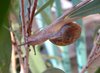 Snail