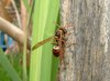 Wasp