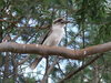 Kookaburra