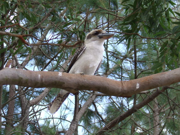 Kookaburra: Kookaburra in a tree