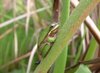 Little Frog