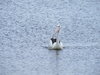 Pelican