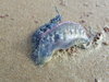 Bluebottle Jellyfish