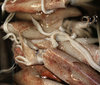 squid to go