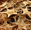 starfish for sale