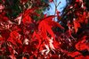Red Acer leaves