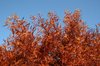 Copper leaves