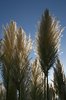 Pampas Grass
