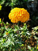 marigold