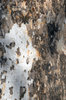 Tree Bark