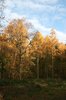 Larch woodland in autumn