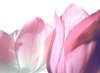 Pink Tulips
