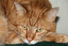 cat expressions