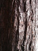 tree-texture