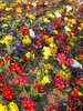 Flower-Field