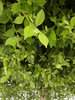 Leaves