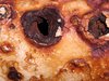 rusty wounds