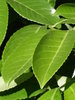 2 leaves