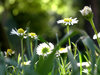 Daisyflowers 2