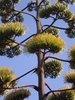 Strange plant
