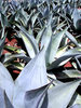 spikey plants