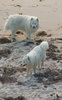 dog's day at the beach