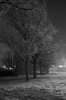 Winter night scene