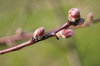 First spring buds