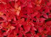 Red flower in close