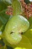 cashew and the ant