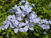 The blue flower